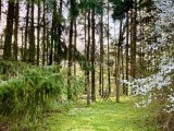 Waldstück auf dem Grundstück