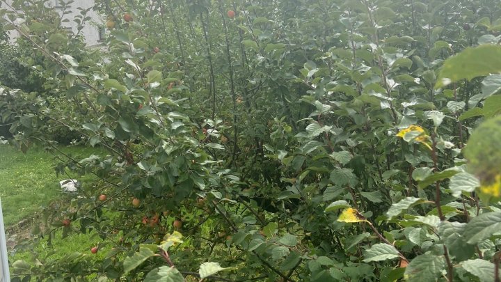 Wieder im Angebot!!!! Freistehendes 1-Familienhaus in zentraler Lage von Lebach zu verkaufen