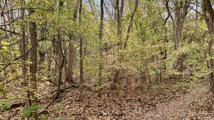 Großes Waldgrundstück in Dillingen - Naturfläche mit Zukunftspotential zu verkaufen